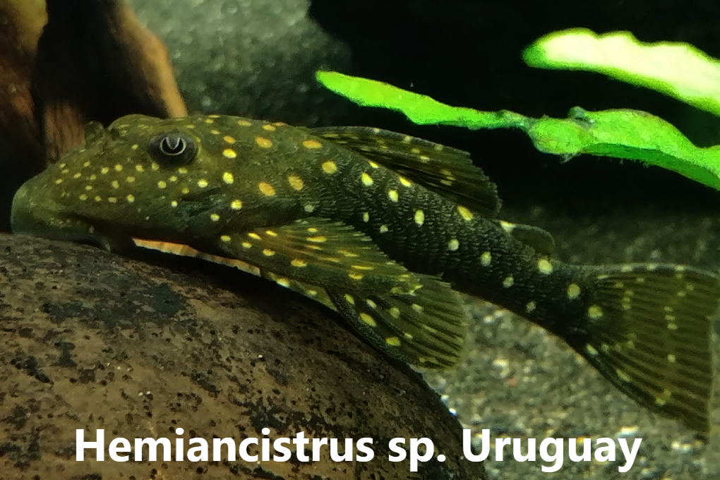 Ancistrus flokkar