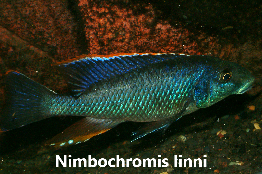 Malawi utaka