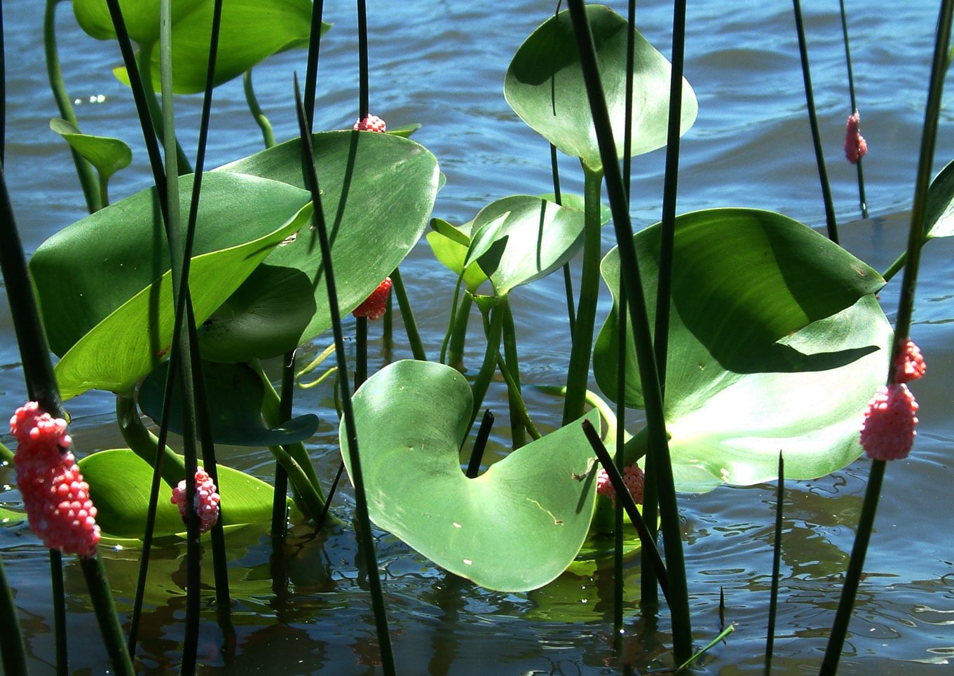 ferðir aguas blancas