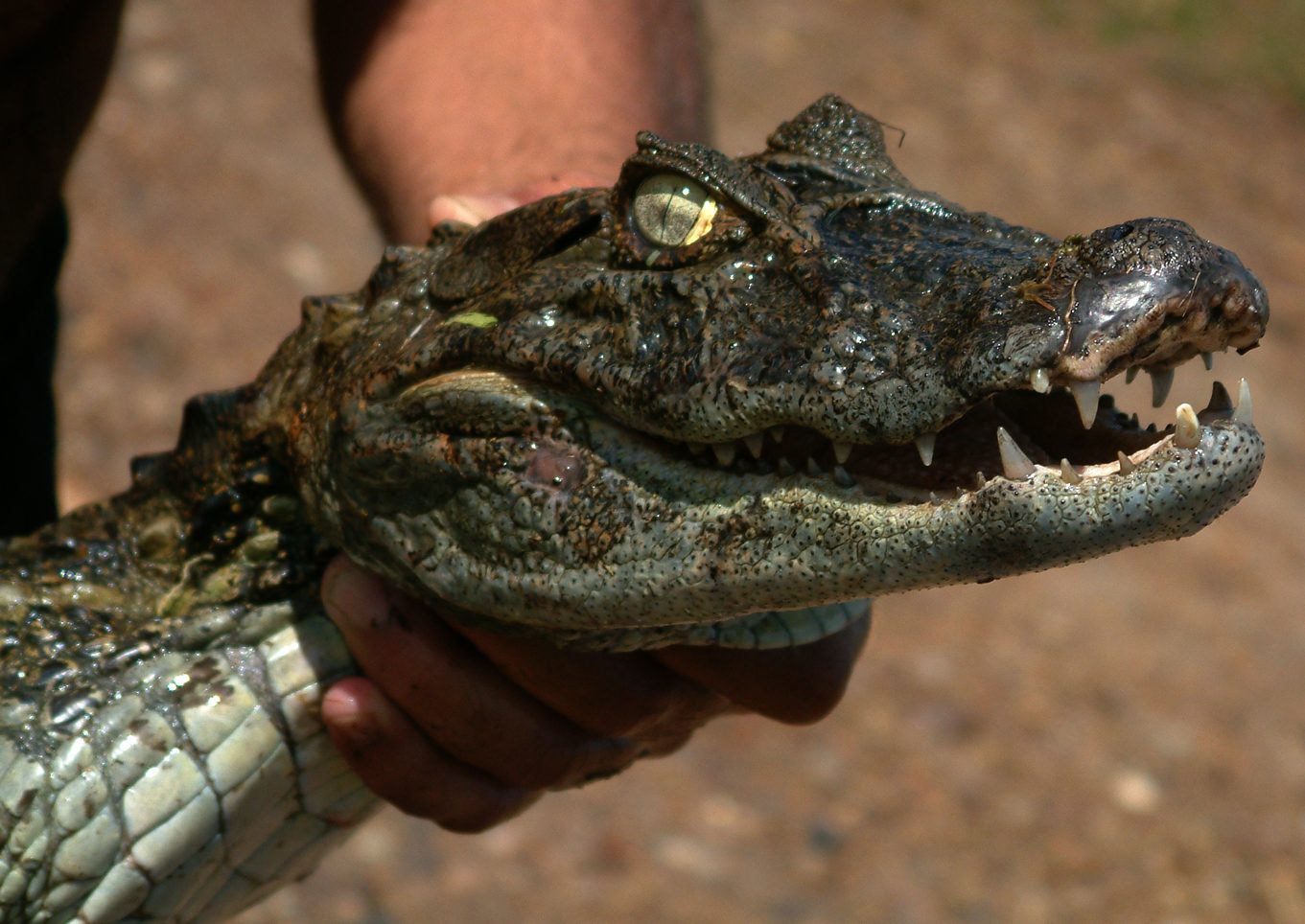 ferðir bella union caiman