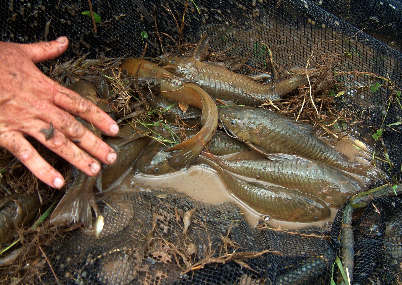 ferðir bella union caiman