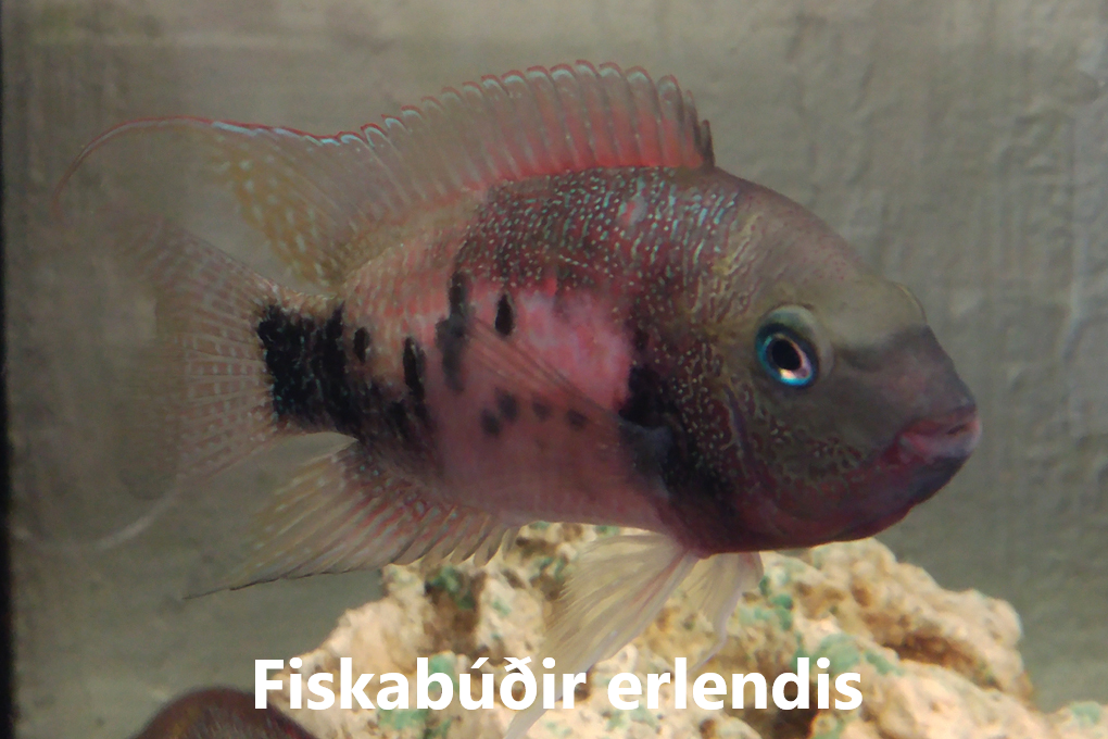 GREINAR