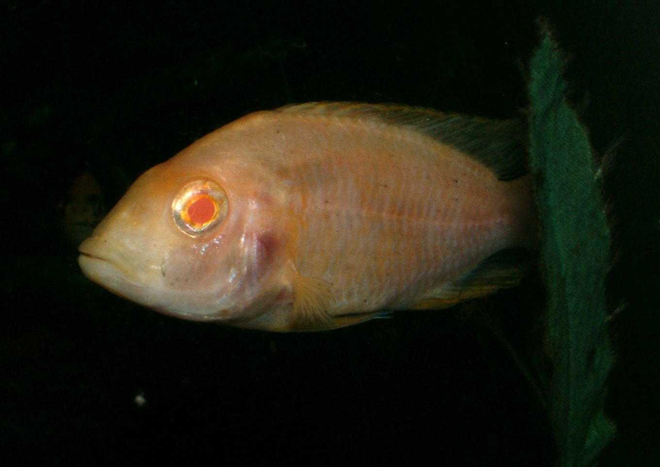 Aulonocara albino