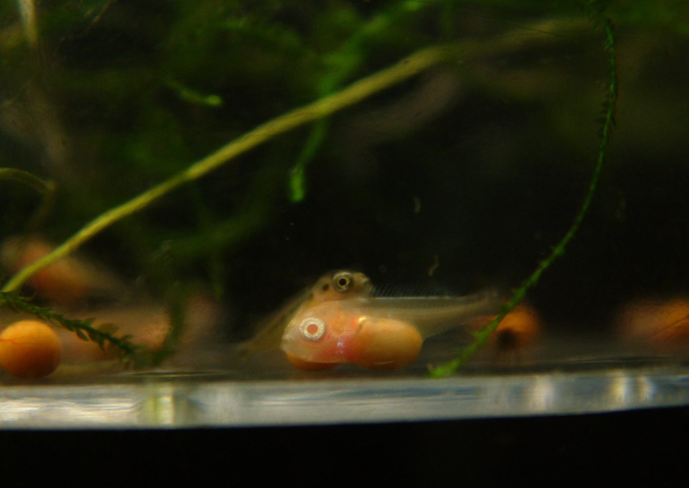 Aulonocara albino