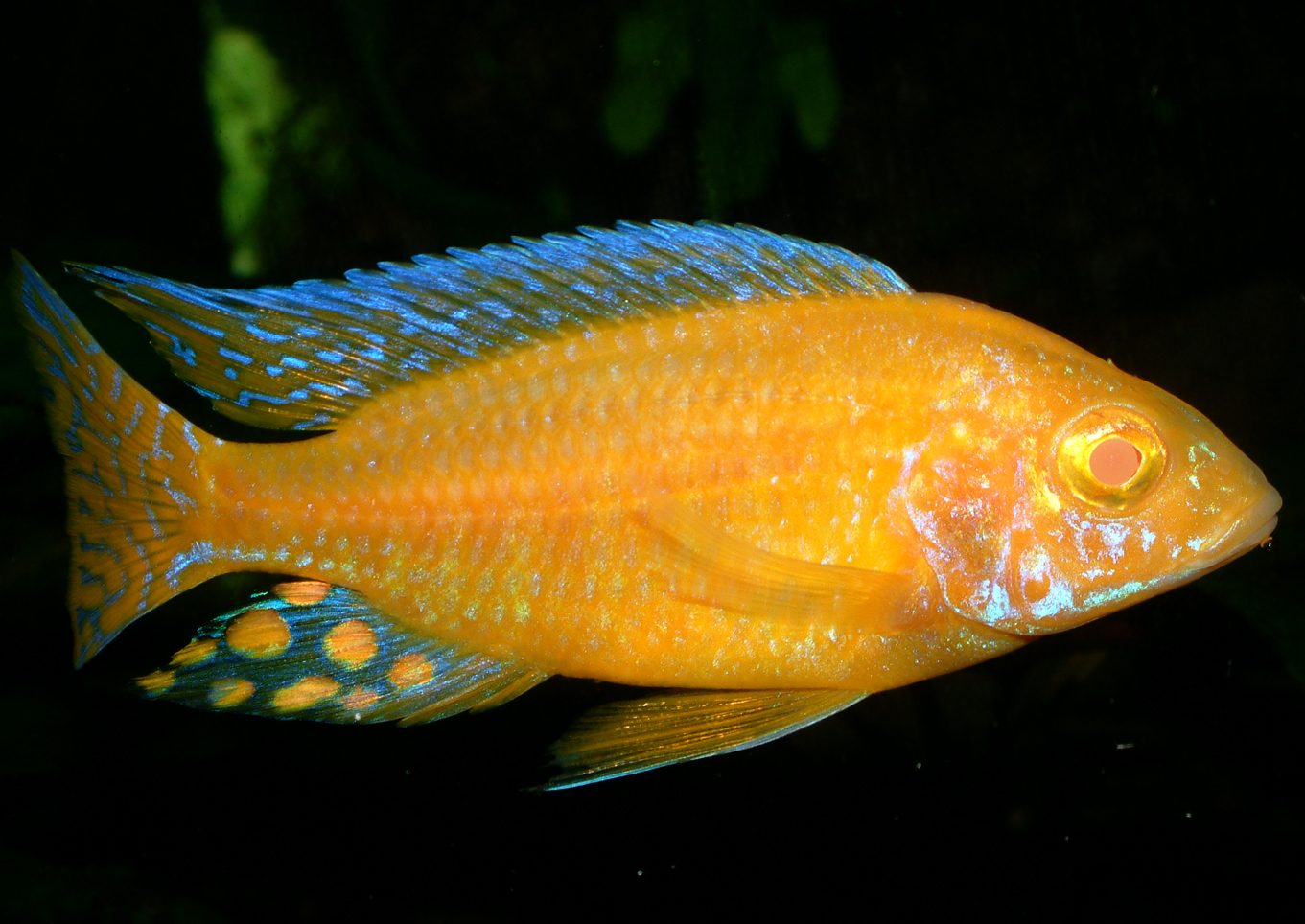 Aulonocara albino
