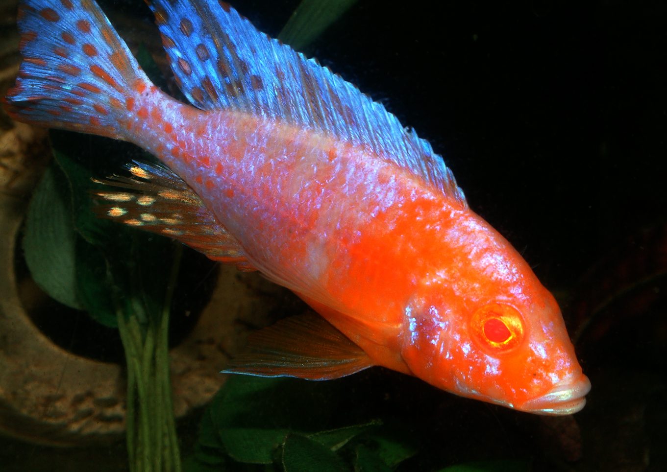 Aulonocara albino