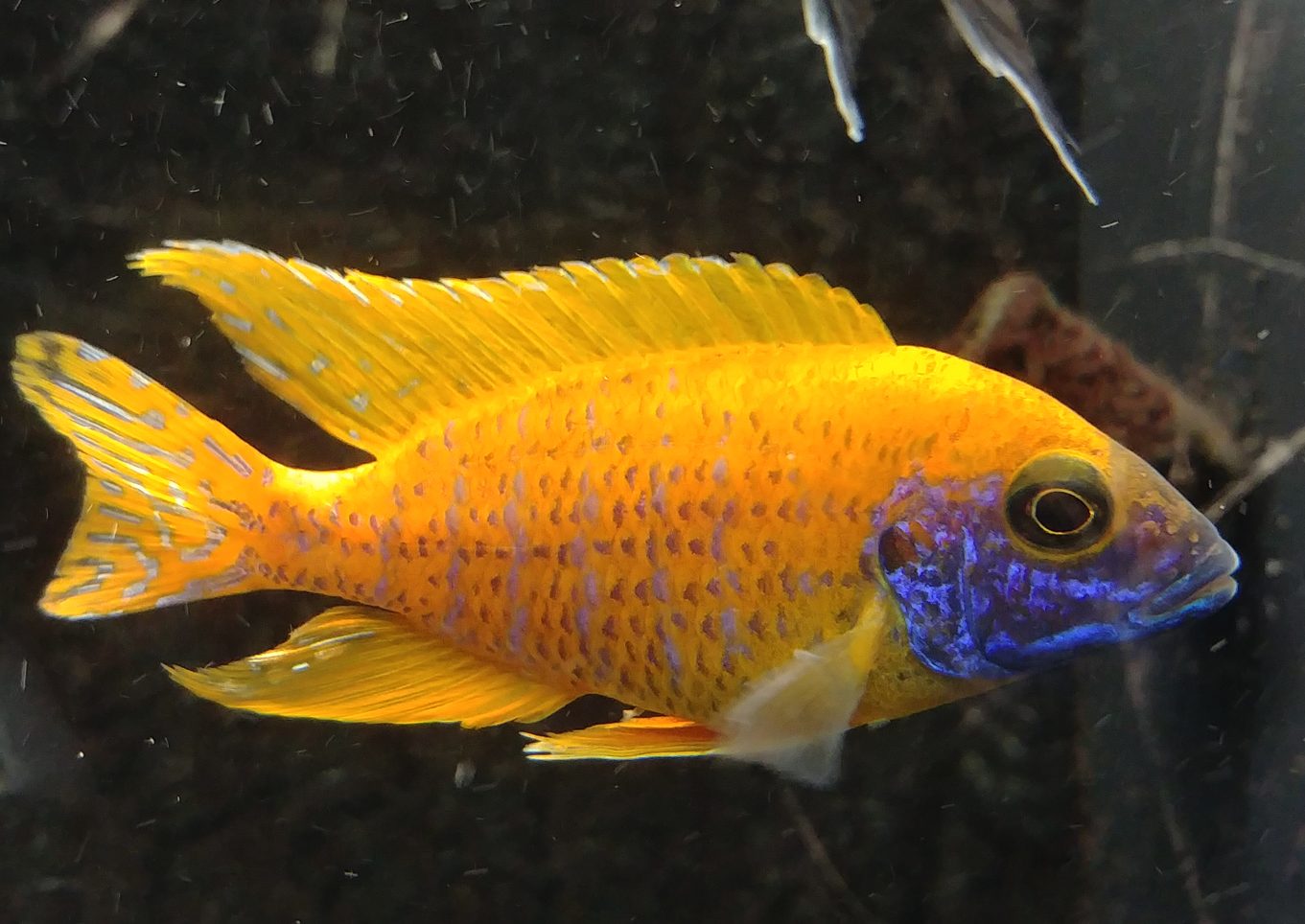 Aulonocara baenschi benga