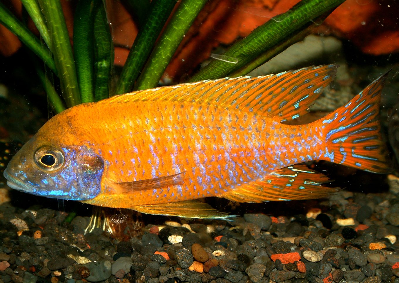 Aulonocara baenschi benga