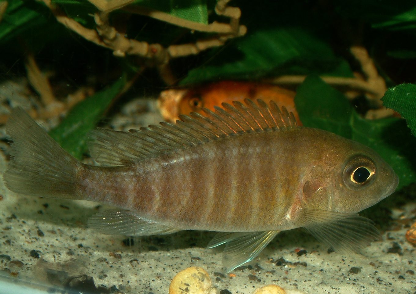 Aulonocara baenschi benga
