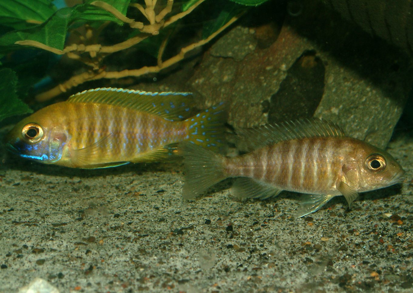 Aulonocara baenschi benga