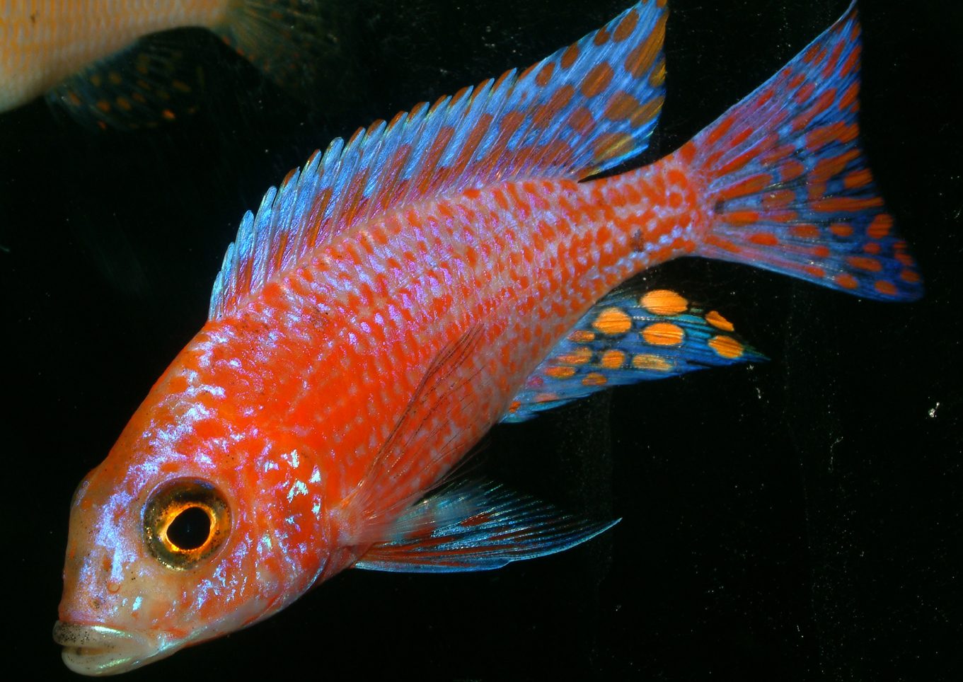 Aulonocara firefish