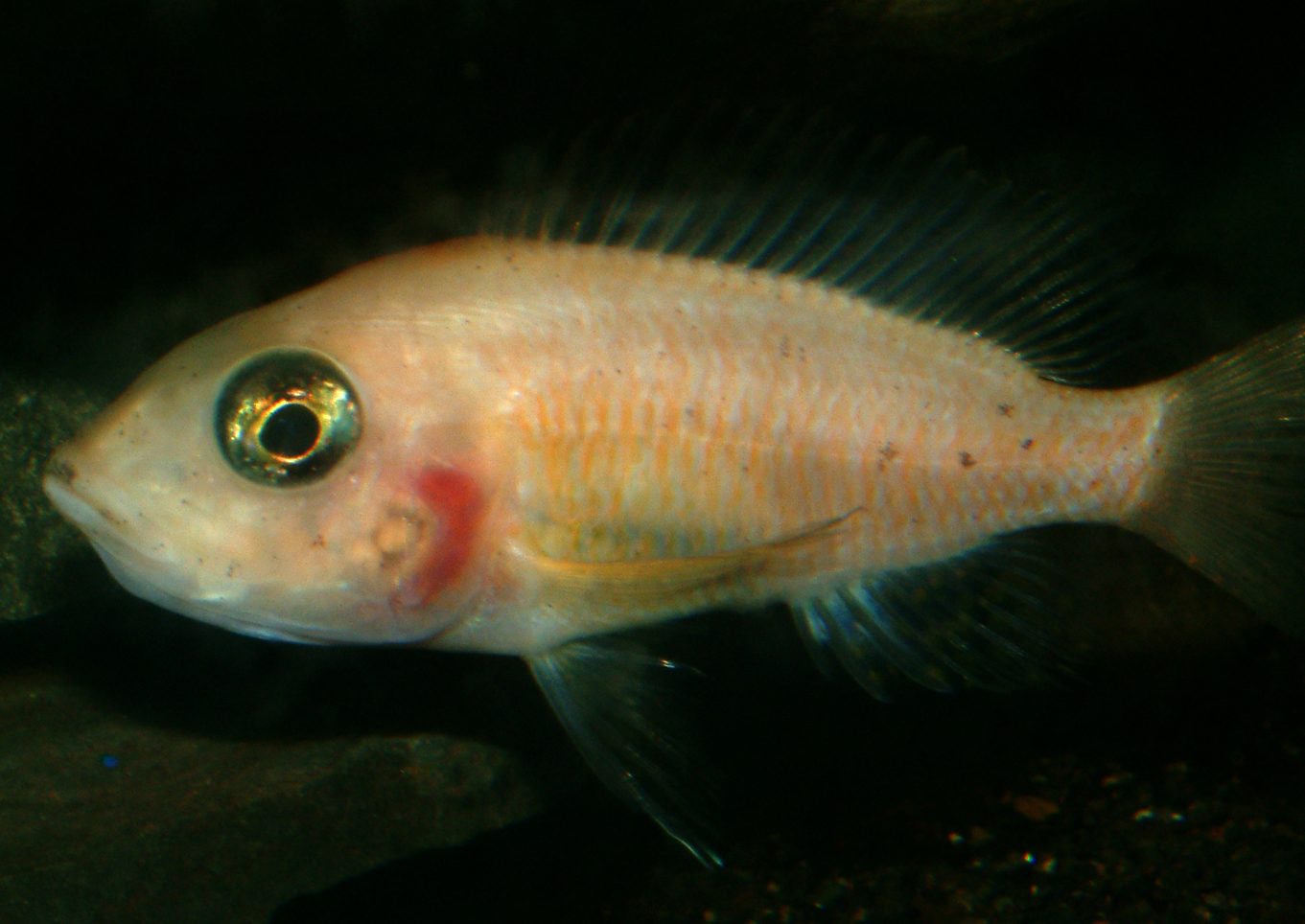 Aulonocara firefish