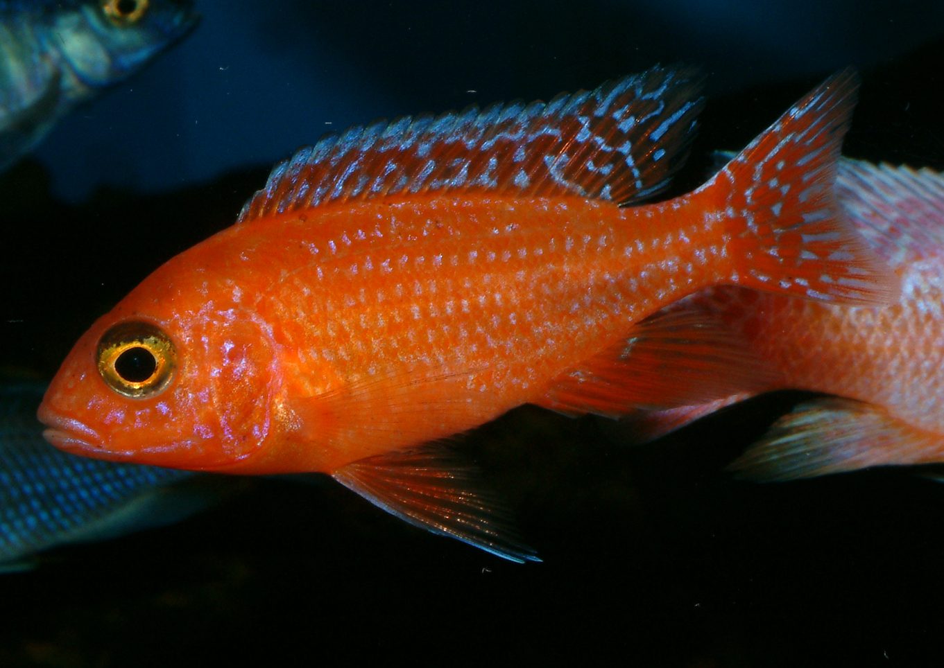 Aulonocara firefish