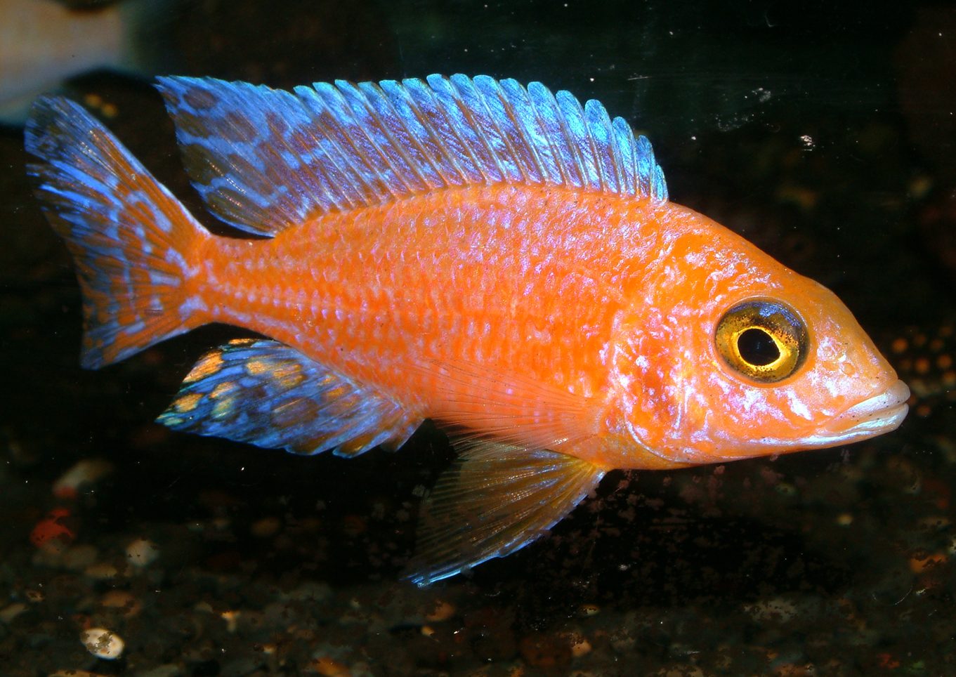 Aulonocara firefish