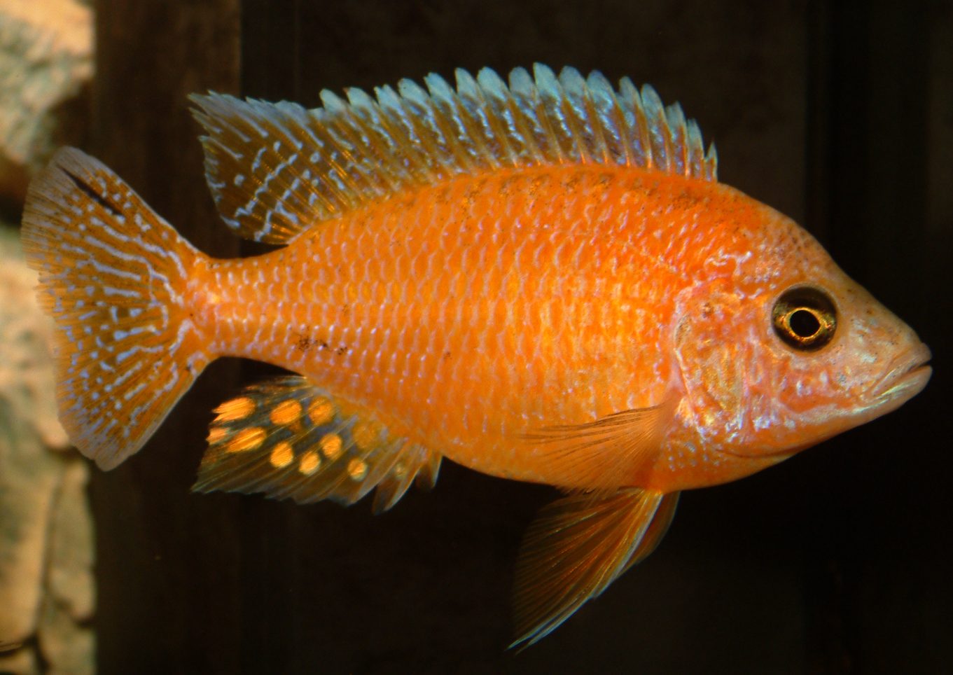 Aulonocara firefish