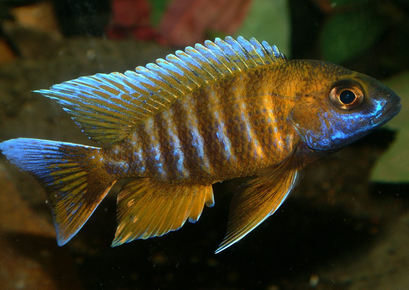 Aulonocara jacobfreibergi