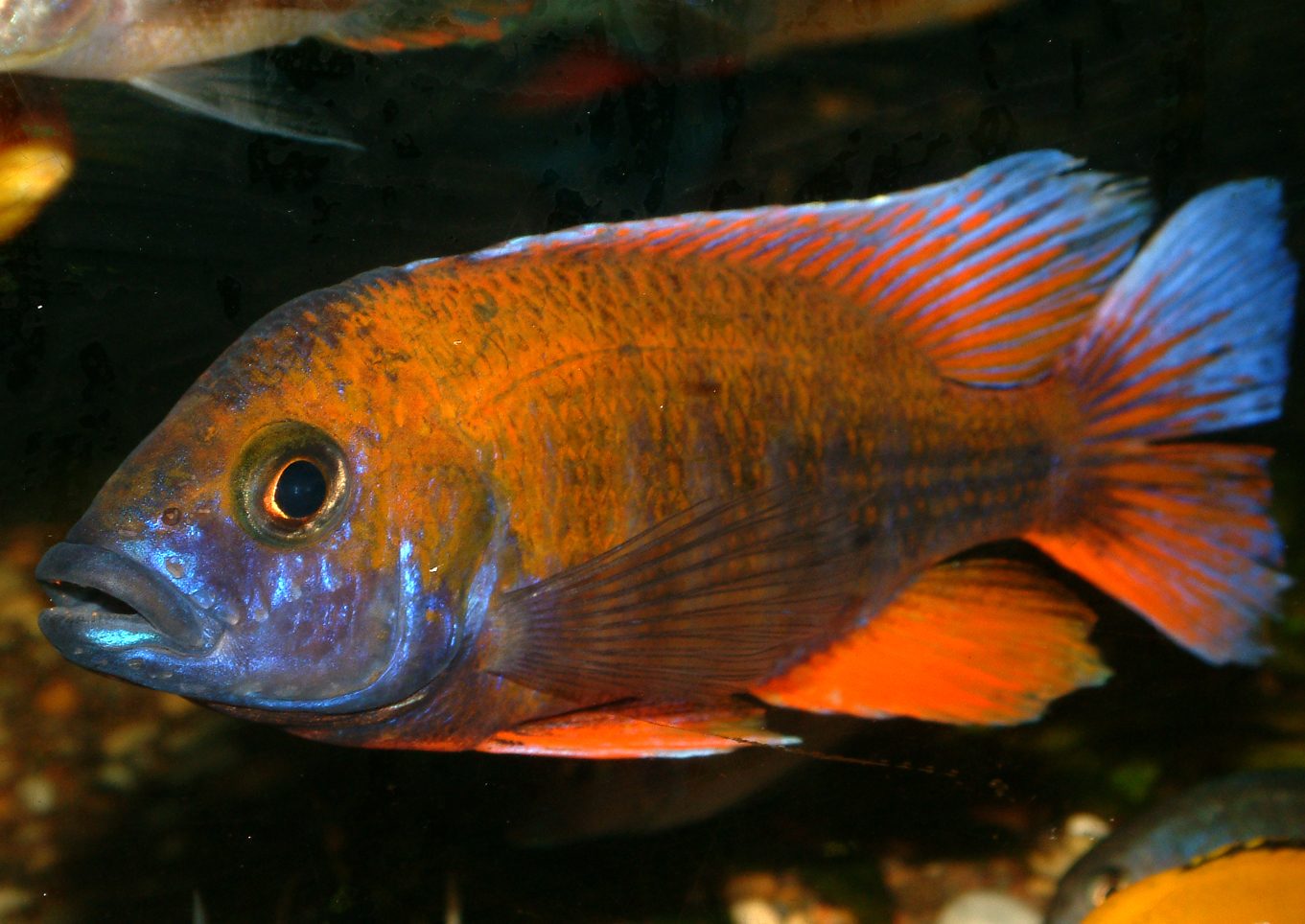 Aulonocara jacobfreibergi