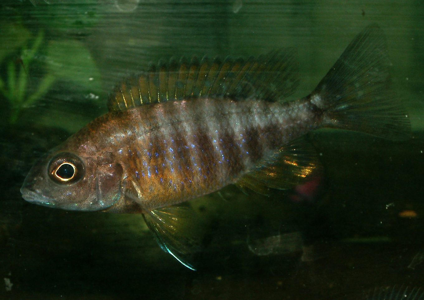 Aulonocara rubescens
