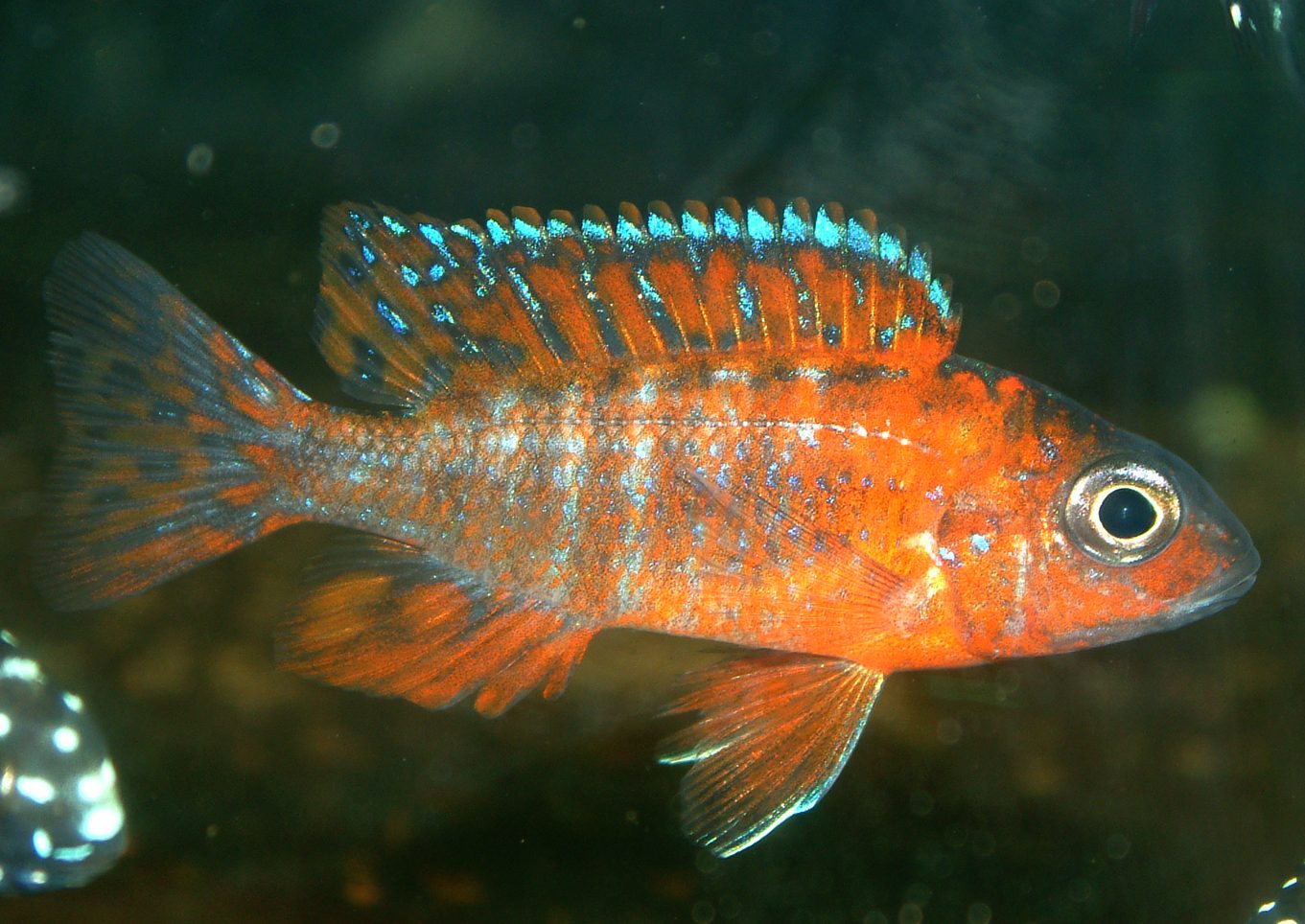 Aulonocara rubescens