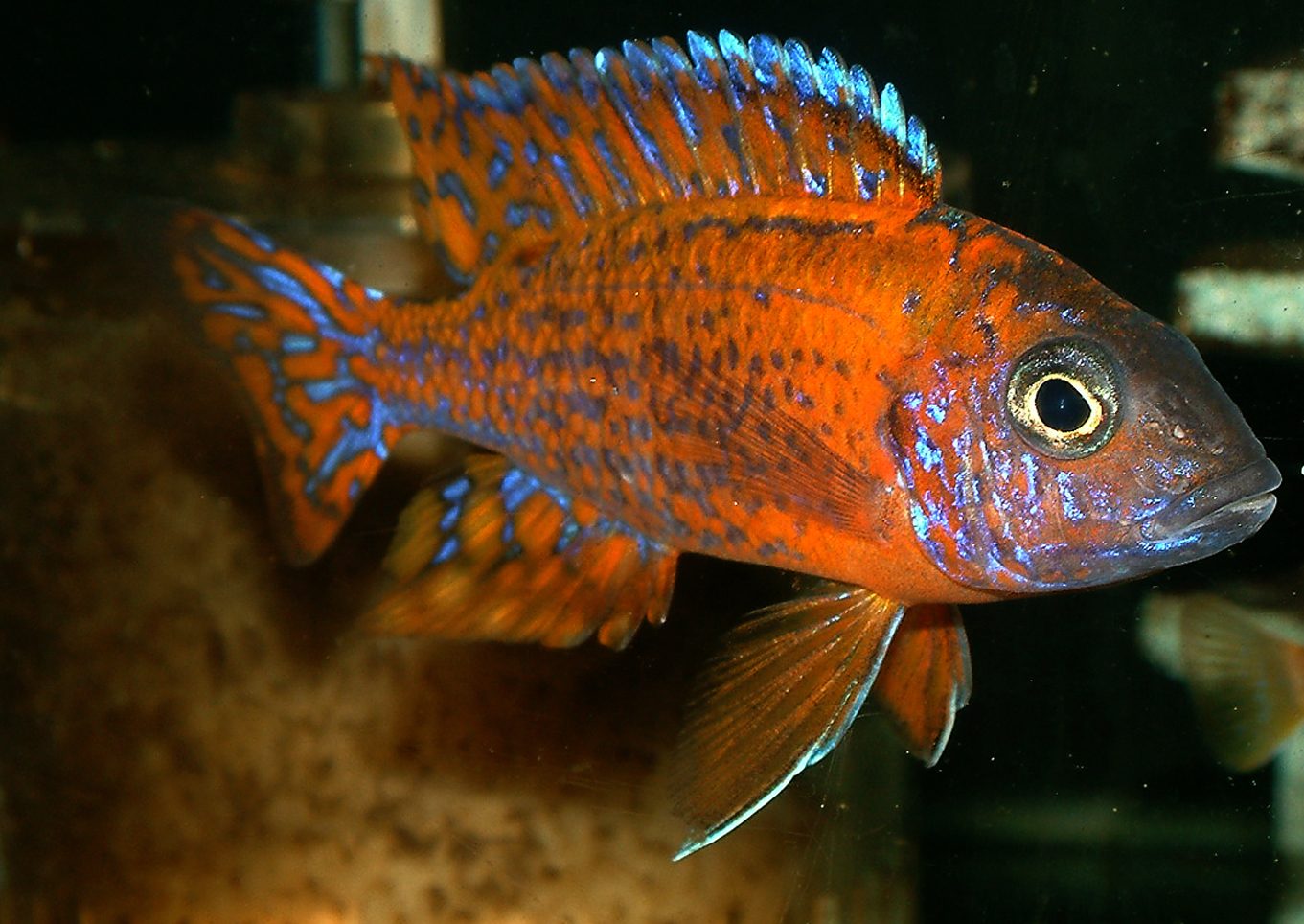 Aulonocara rubescens