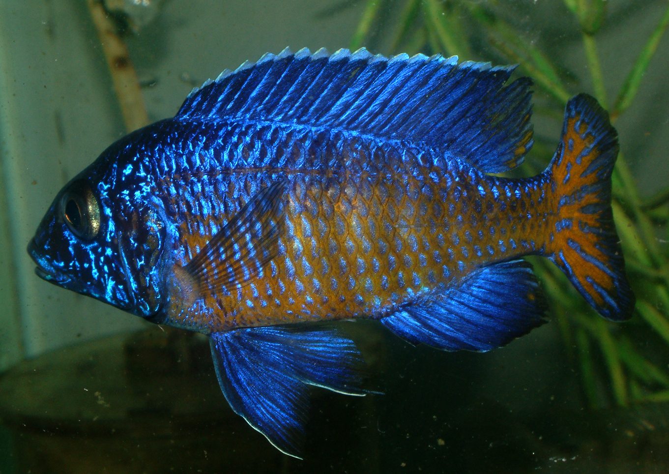 Aulonocara stuartgranti ngara