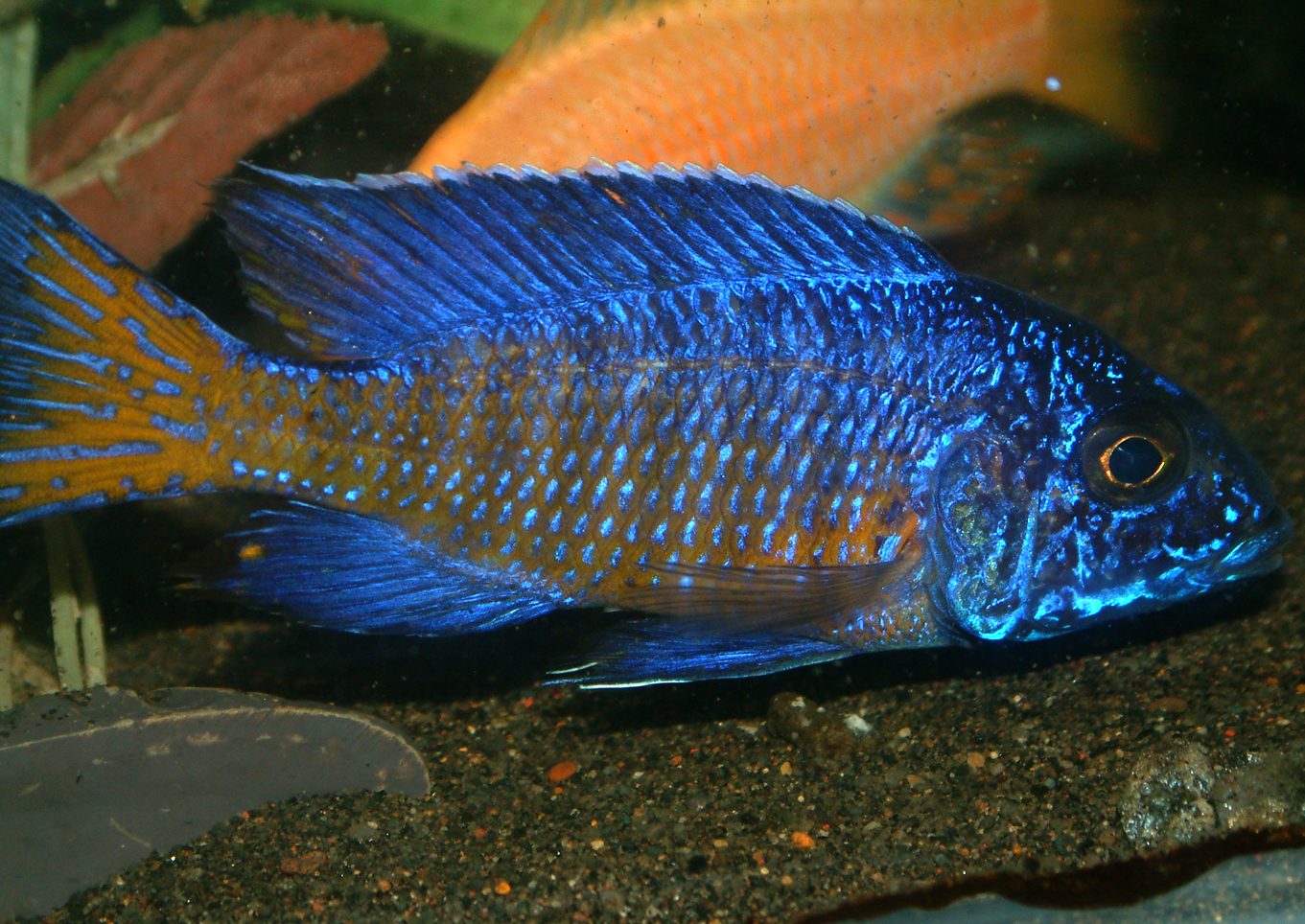 Aulonocara stuartgranti ngara