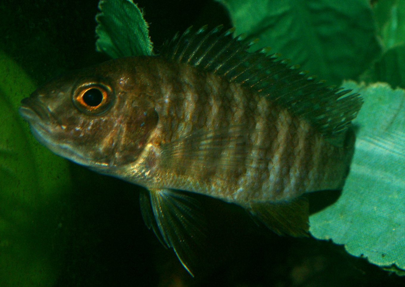Aulonocara stuartgranti ngara
