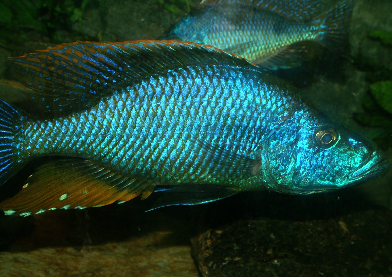 Dimidochromis compressiceps