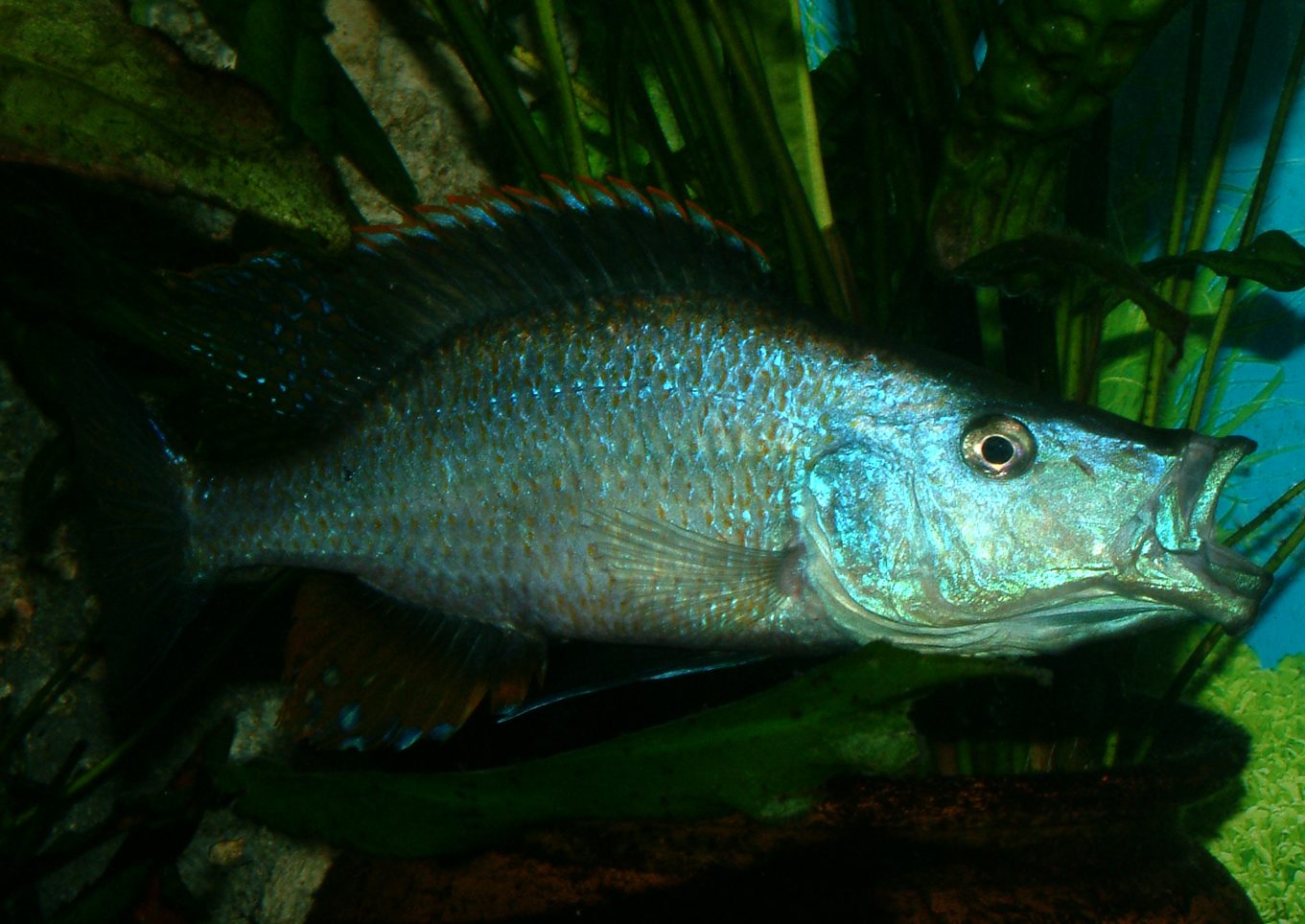 Dimidochromis compressiceps