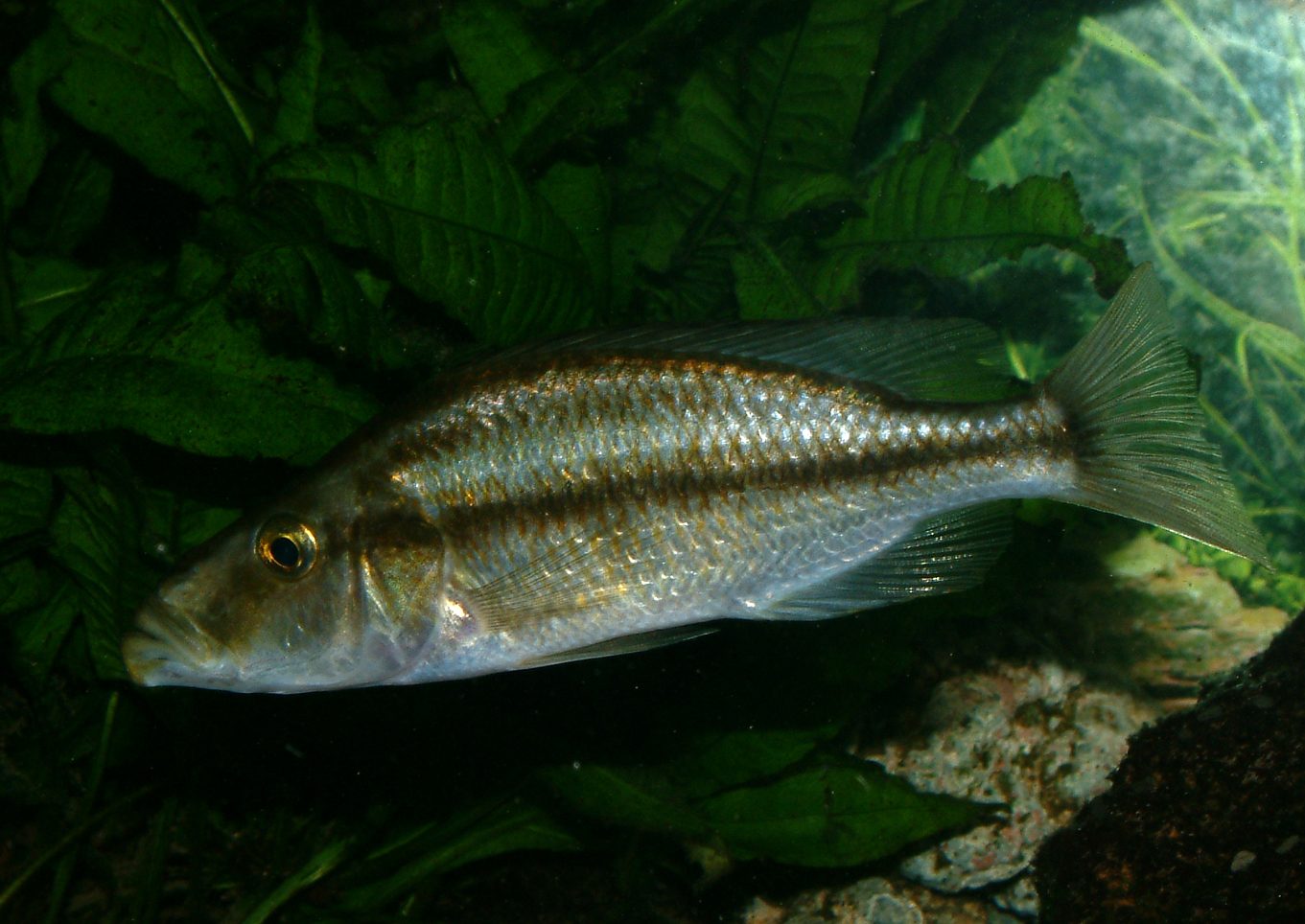 Dimidochromis compressiceps