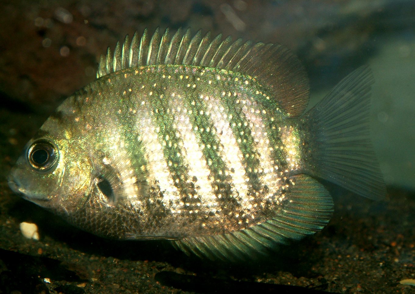 Etroplus suratensis