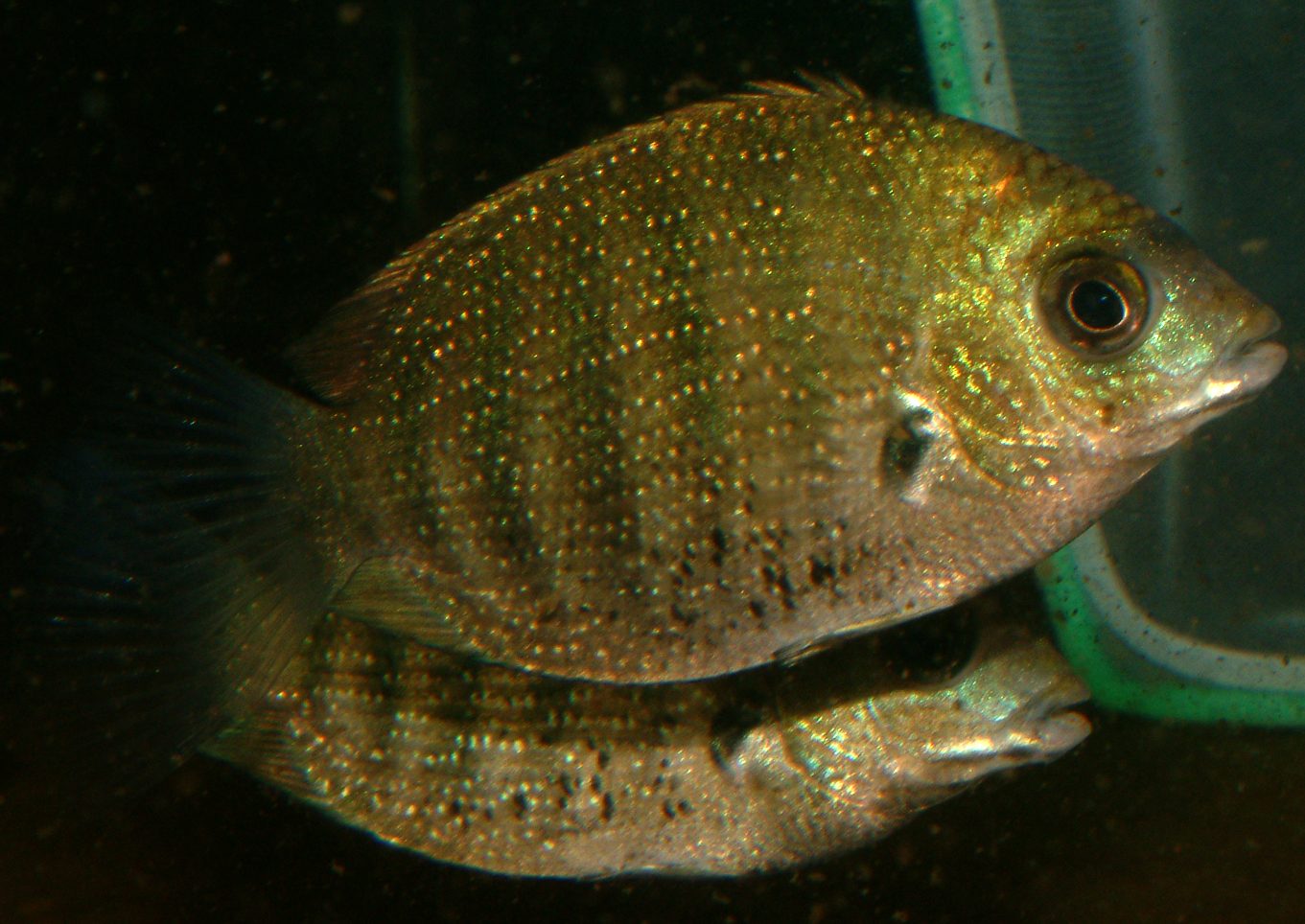 Etroplus suratensis
