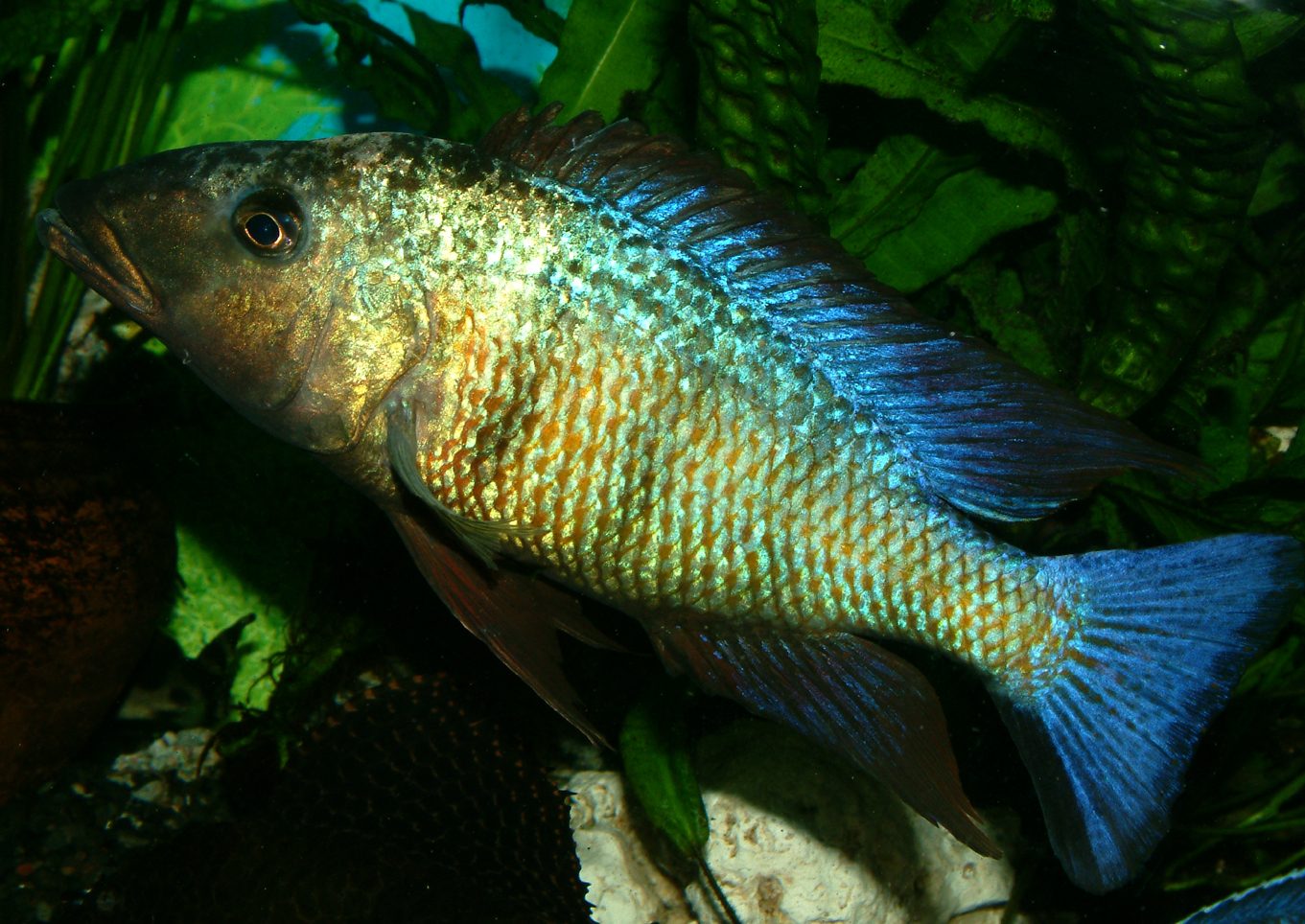 Fossorochromis rostratus