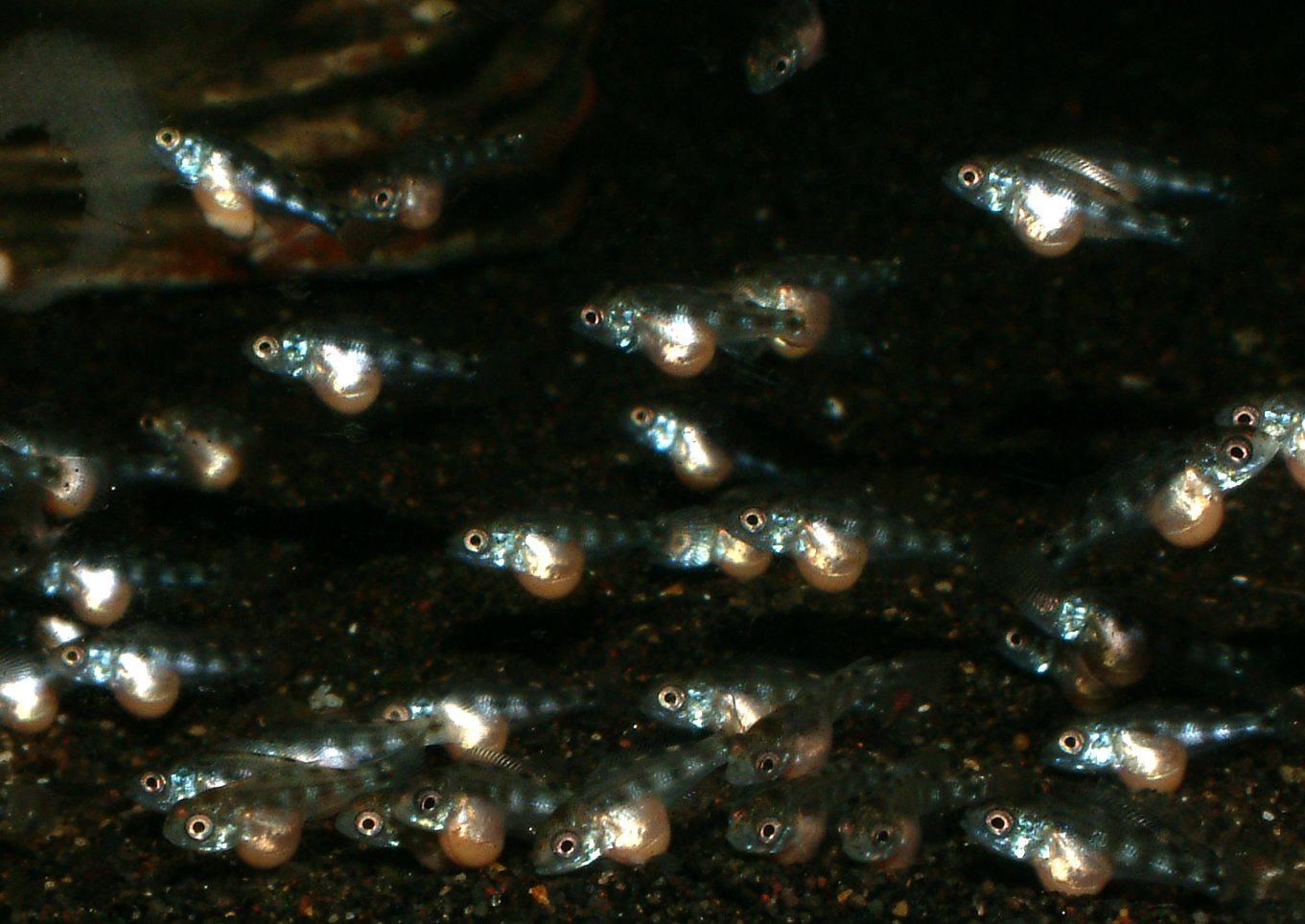 Fossorochromis rostratus