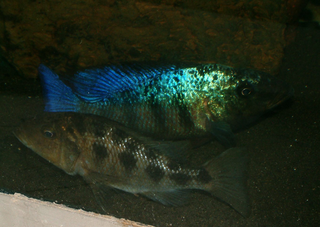 Fossorochromis rostratus