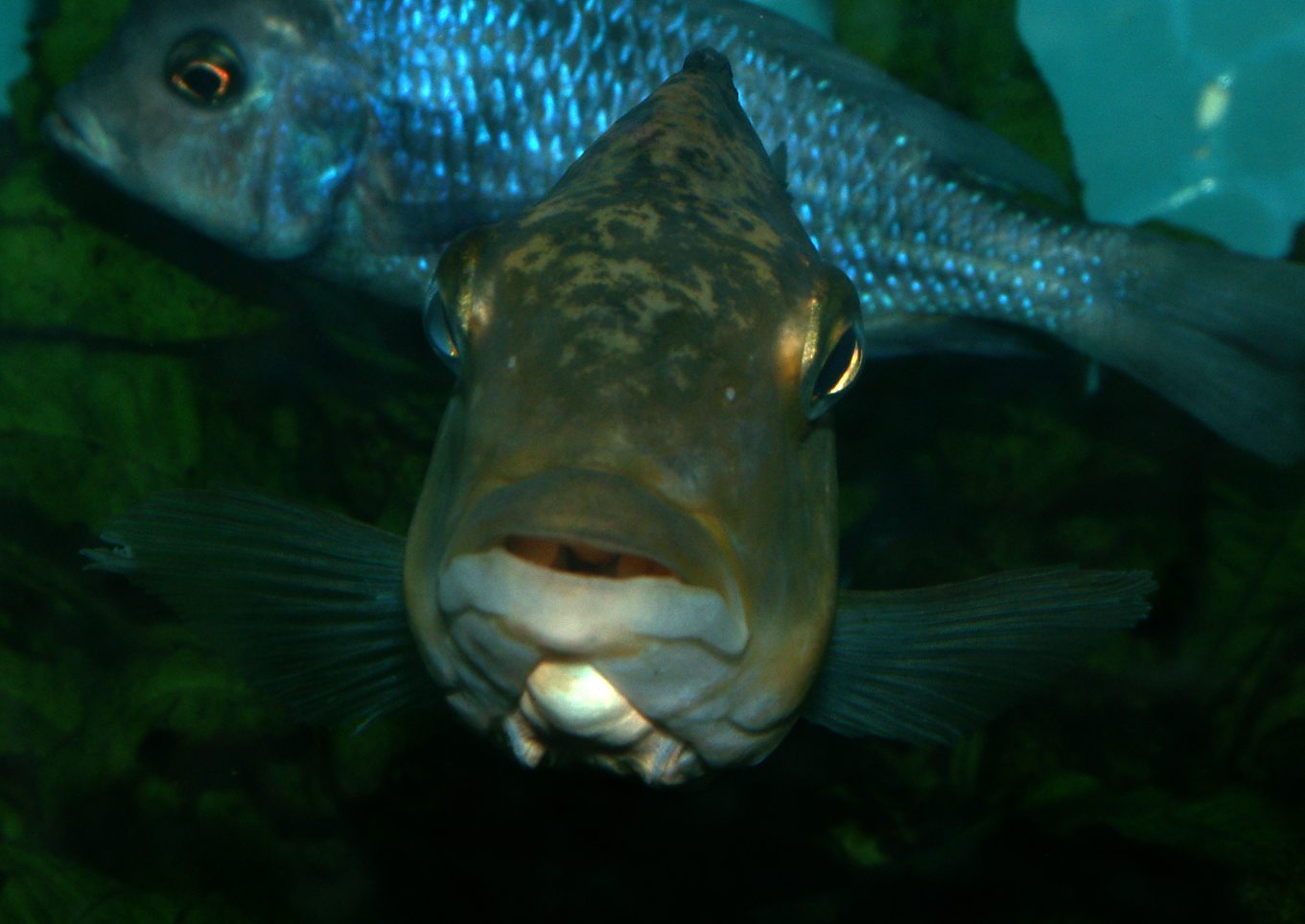 Fossorochromis rostratus
