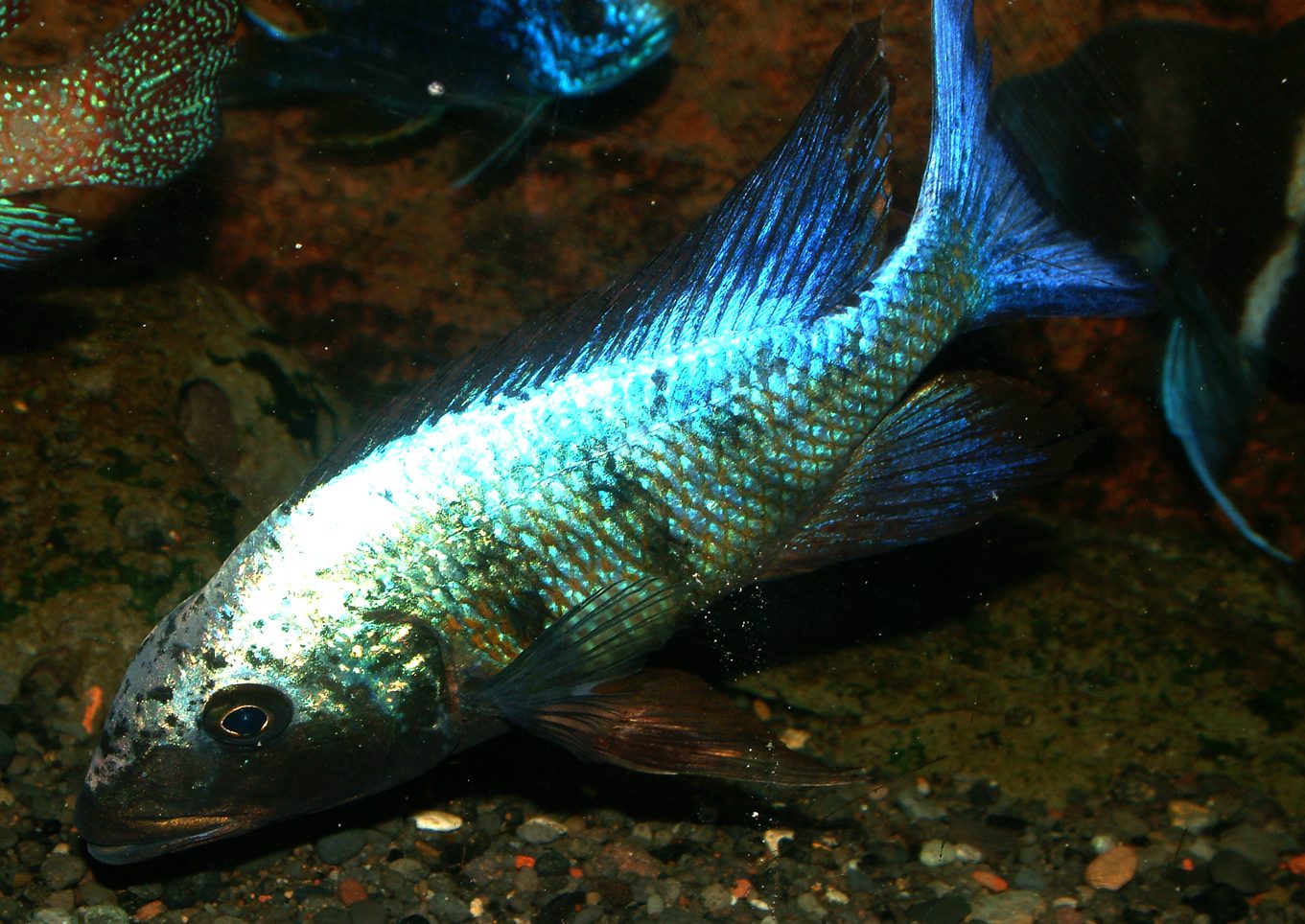 Fossorochromis rostratus
