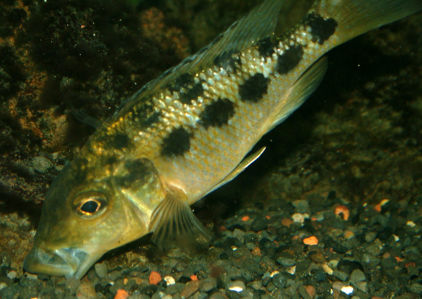 Fossorochromis rostratus