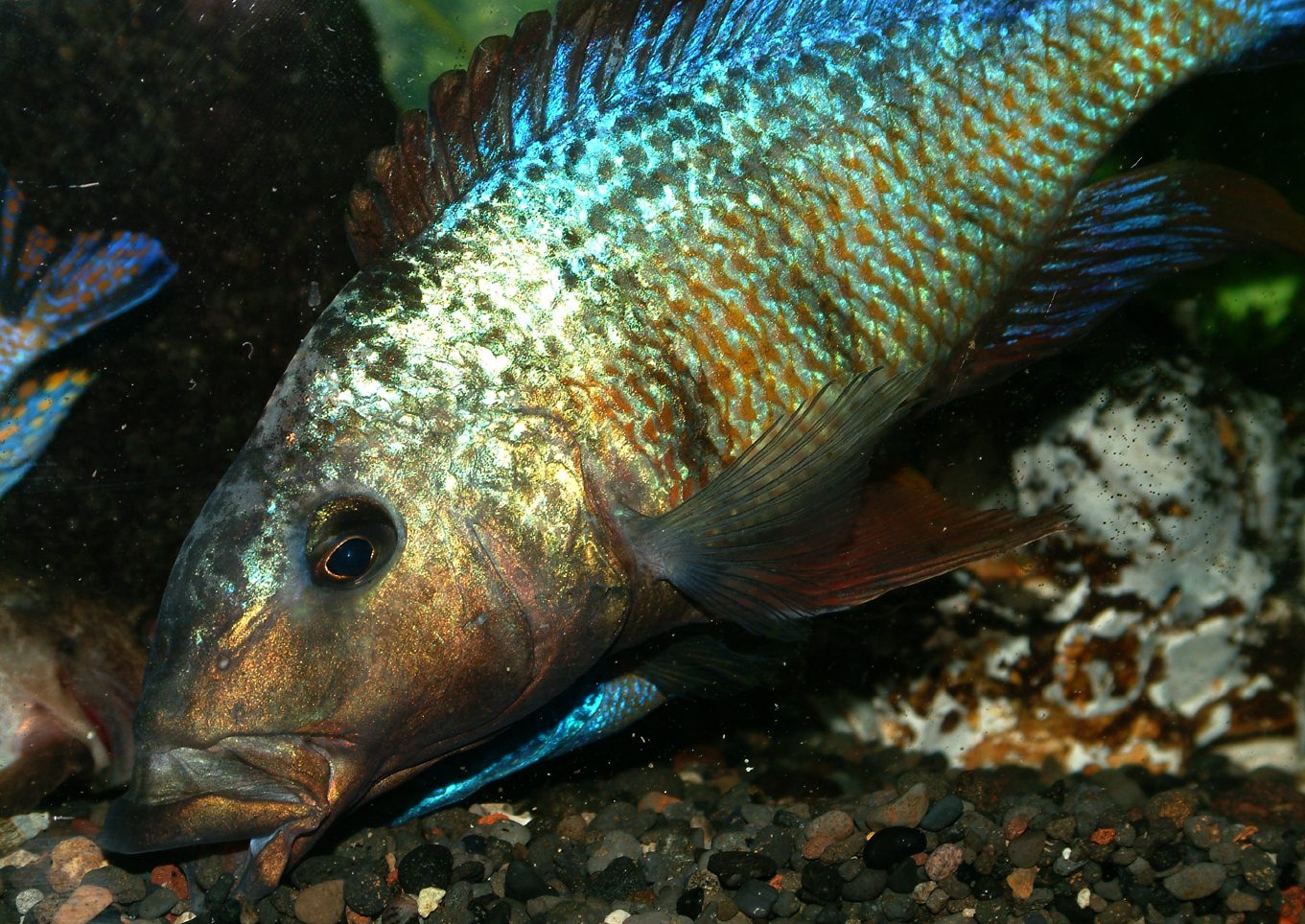 Fossorochromis rostratus