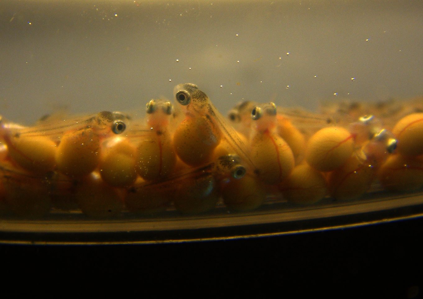 Fossorochromis rostratus