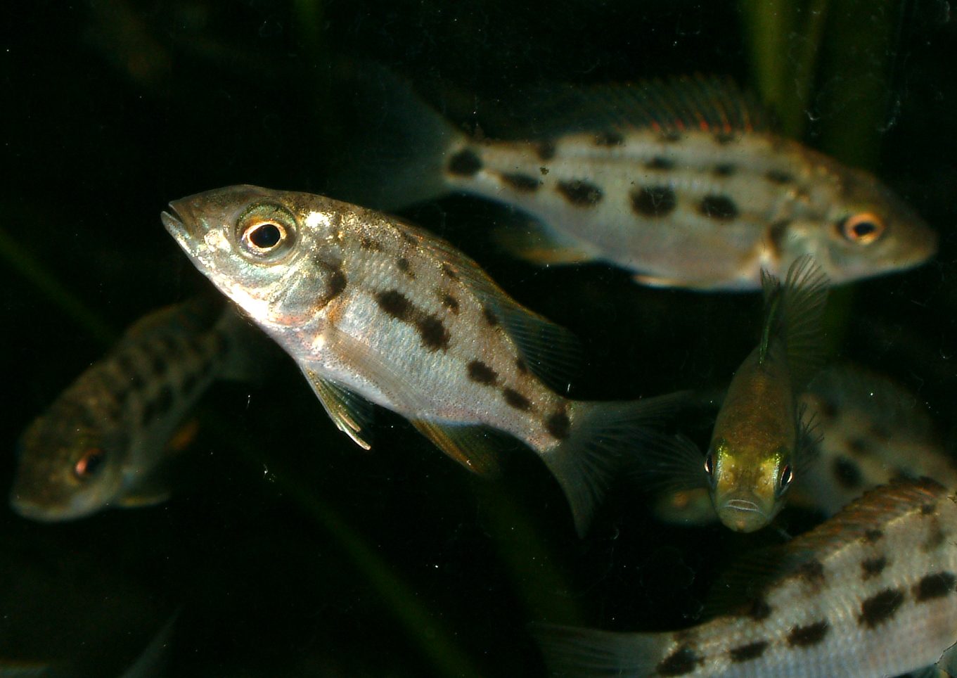 Fossorochromis rostratus