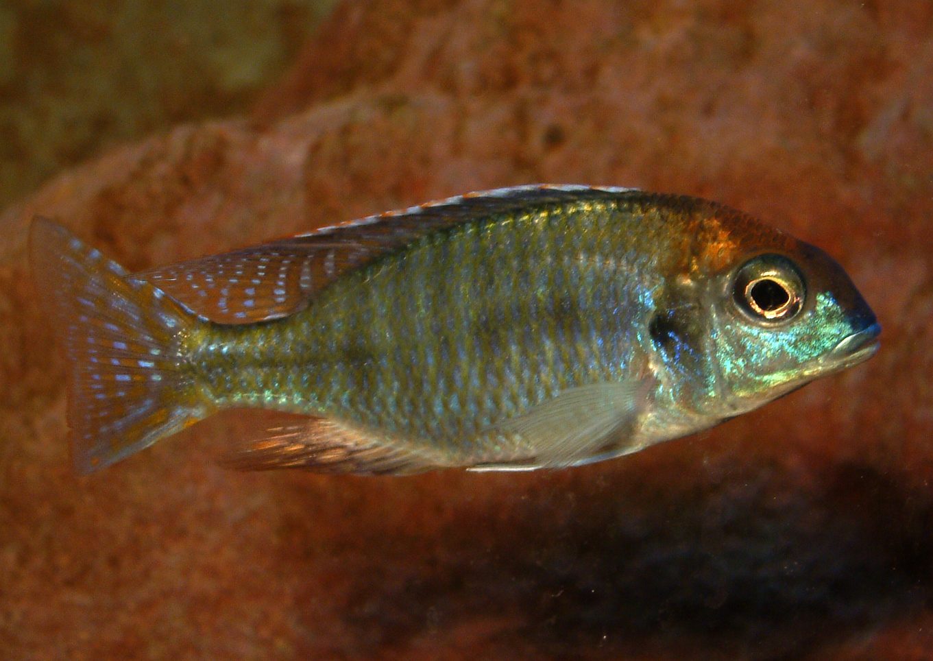 Lethrinops sp.red cap