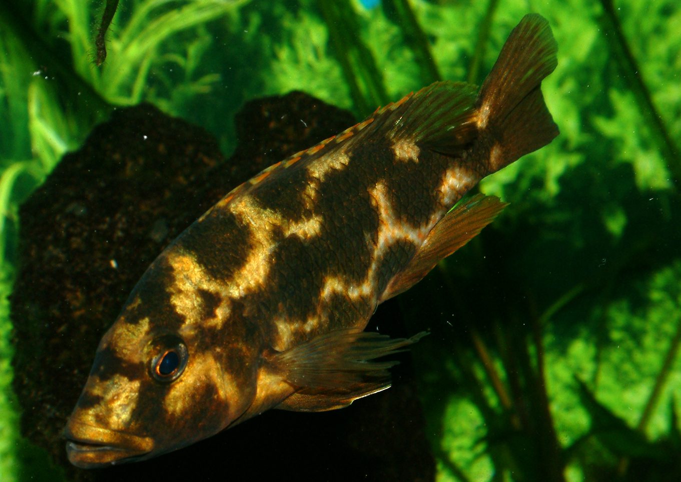 Nimbochromis livingstonii