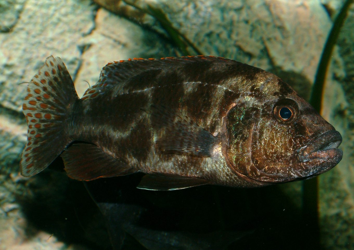 Nimbochromis livingstonii