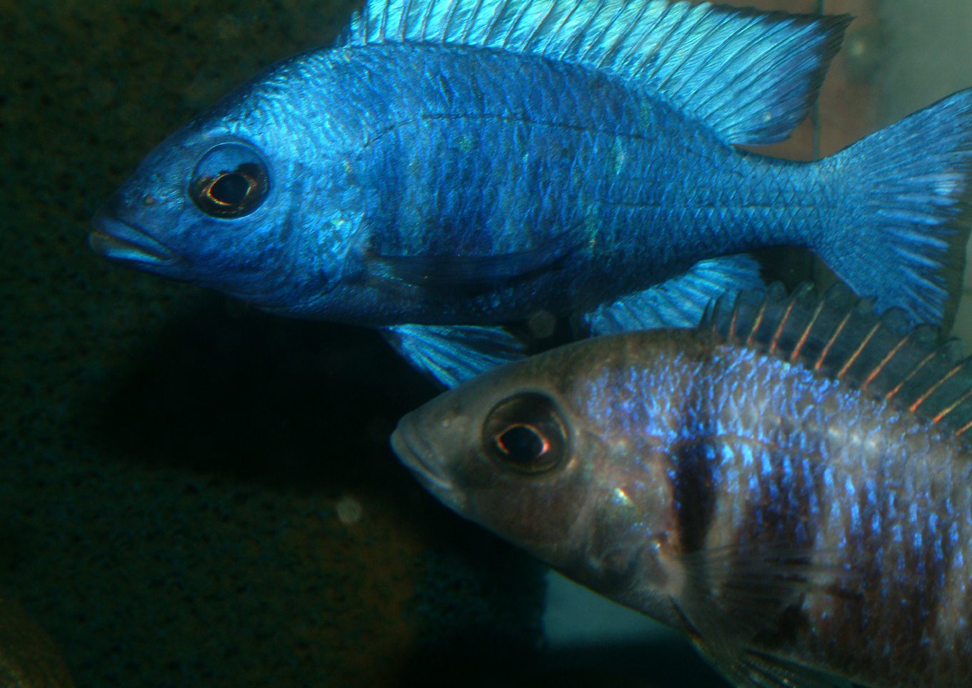 Placidochromis phenochilus