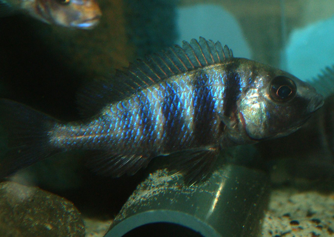 Placidochromis phenochilus