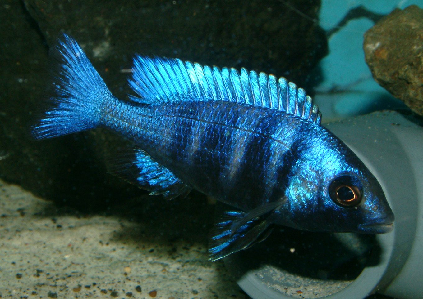 Placidochromis phenochilus