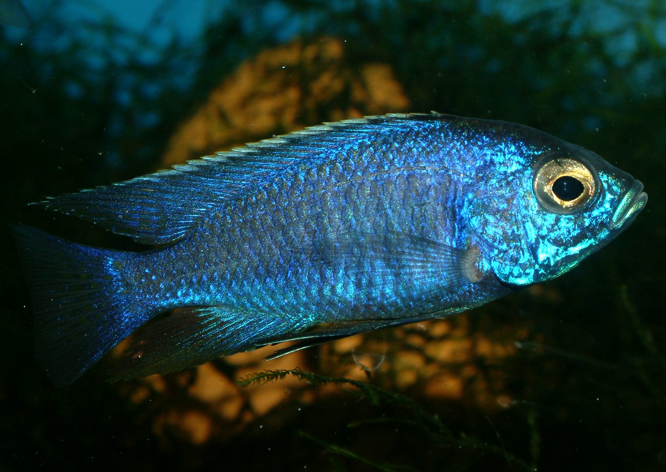 Copadichromis azureus