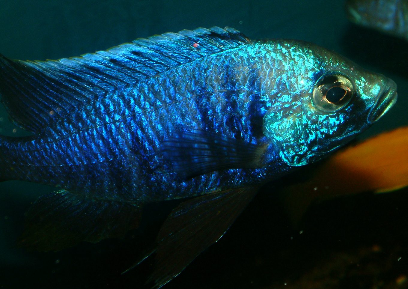 Copadichromis azureus