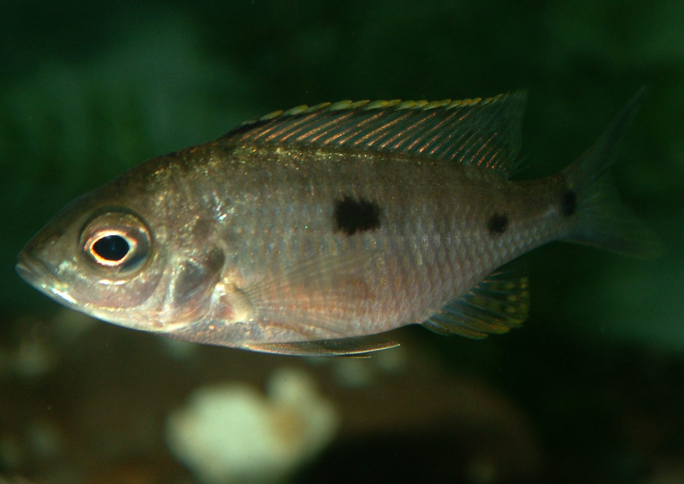 Copadichromis azureus